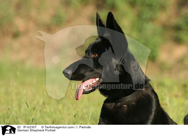 Deutscher Schferhund Portrait / German Shepherd Portrait / IP-02307