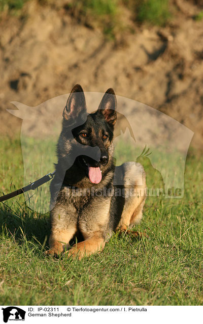 Deutscher Schferhund / German Shepherd / IP-02311