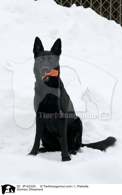 Deutscher Schferhund / German Shepherd / IP-02320