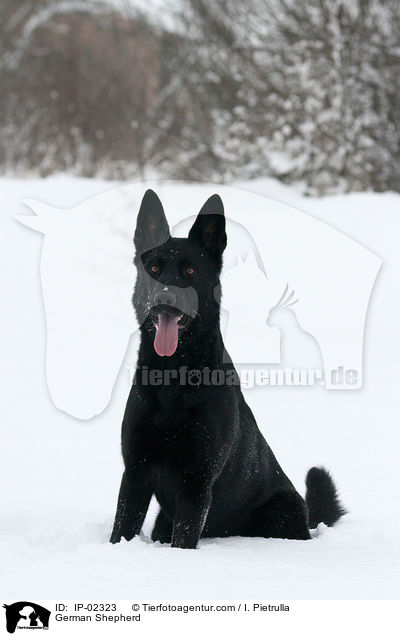 Deutscher Schferhund / German Shepherd / IP-02323