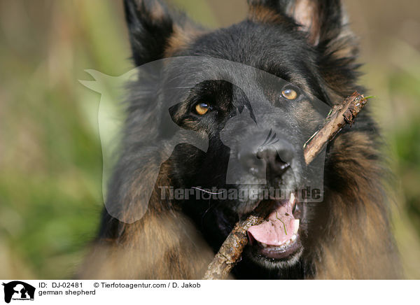 Deutscher Schferhund / german shepherd / DJ-02481