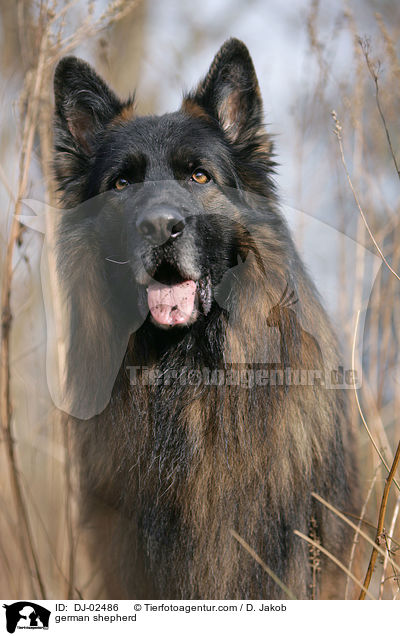 Deutscher Schferhund / german shepherd / DJ-02486