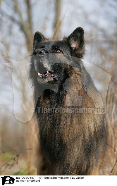 Deutscher Schferhund / german shepherd / DJ-02487