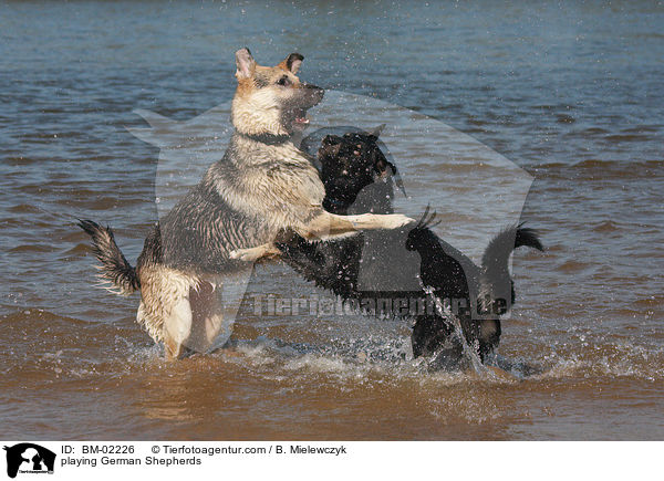 spielende Deutsche Schferhunde / playing German Shepherds / BM-02226