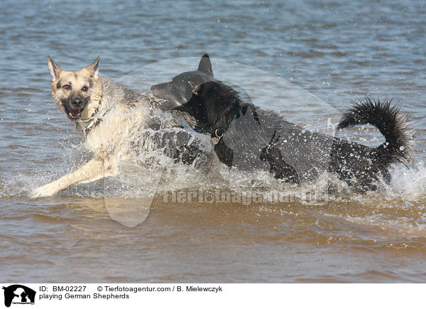 spielende Deutsche Schferhunde / playing German Shepherds / BM-02227