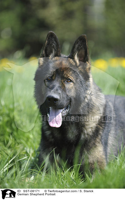 Deutscher Schferhund Portrait / German Shepherd Portrait / SST-08171