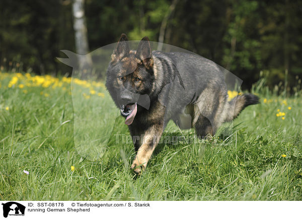 rennender Deutscher Schferhund / running German Shepherd / SST-08178