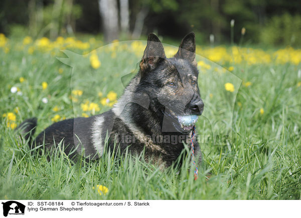 liegender Deutscher Schferhund / lying German Shepherd / SST-08184