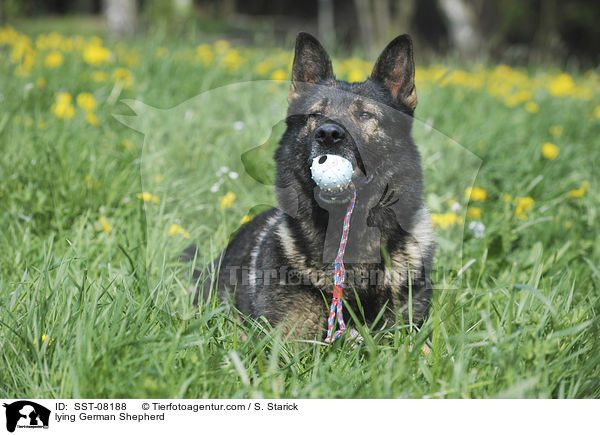 liegender Deutscher Schferhund / lying German Shepherd / SST-08188