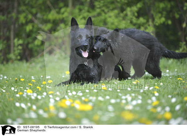 Deutsche Schferhunde / German Shepherds / SST-08195