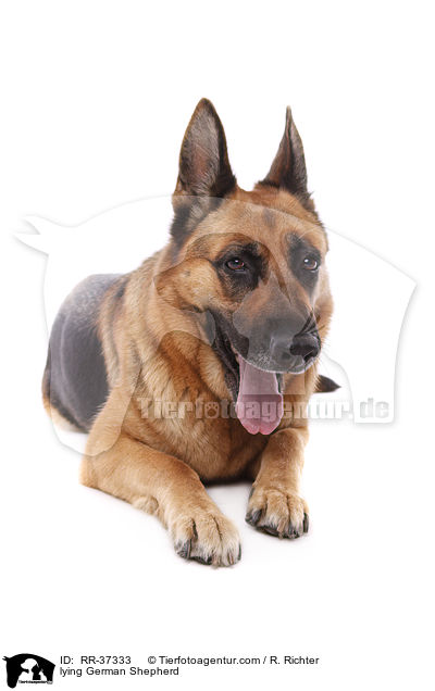 liegender Deutscher Schferhund / lying German Shepherd / RR-37333