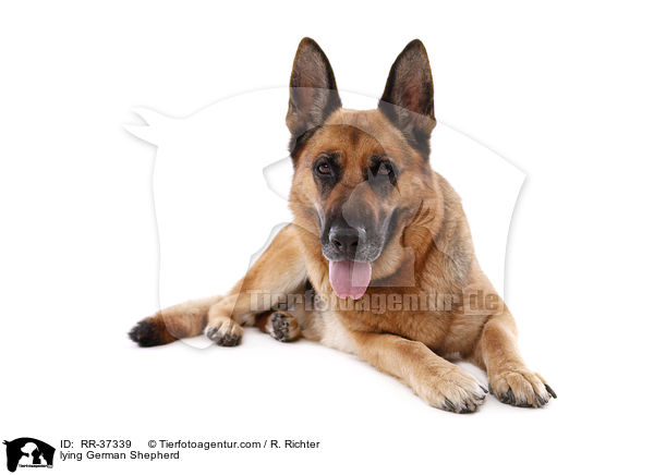 liegender Deutscher Schferhund / lying German Shepherd / RR-37339