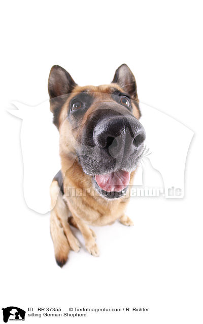 sitzender Deutscher Schferhund / sitting German Shepherd / RR-37355