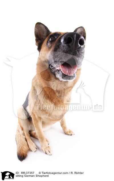 sitzender Deutscher Schferhund / sitting German Shepherd / RR-37357