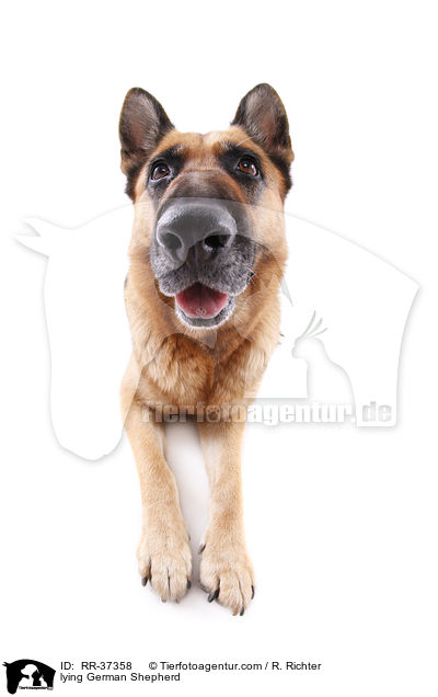 liegender Deutscher Schferhund / lying German Shepherd / RR-37358