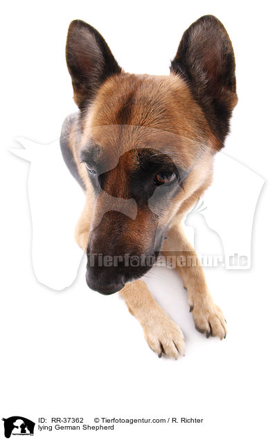 liegender Deutscher Schferhund / lying German Shepherd / RR-37362