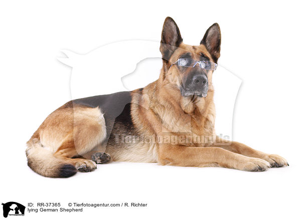 liegender Deutscher Schferhund / lying German Shepherd / RR-37365