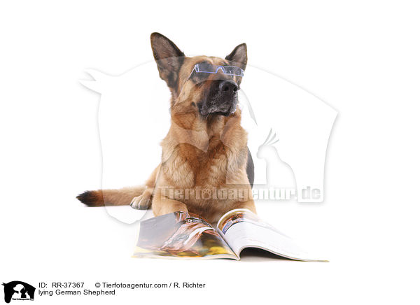 liegender Deutscher Schferhund / lying German Shepherd / RR-37367