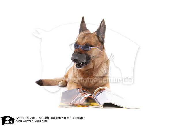liegender Deutscher Schferhund / lying German Shepherd / RR-37368