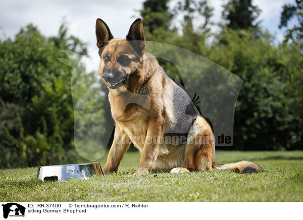 sitzender Deutscher Schferhund / sitting German Shepherd / RR-37400