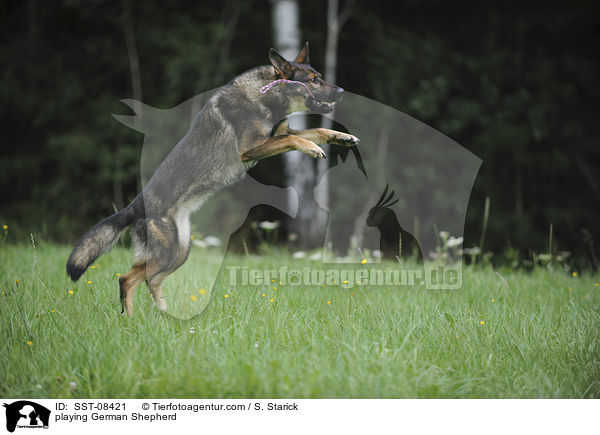 spielender Deutscher Schferhund / playing German Shepherd / SST-08421