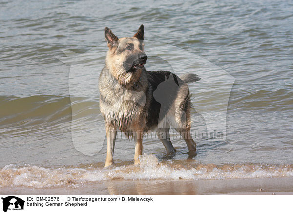 badender Deutscher Schferhund / bathing German Shepherd / BM-02576