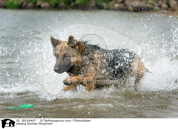 spielender Deutscher Schferhund / playing German Shepherd / BS-04407