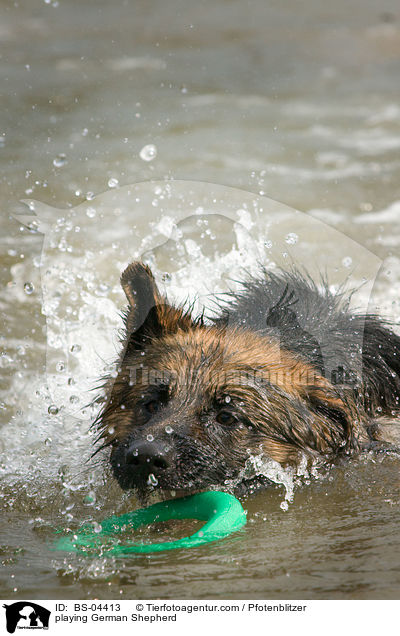 spielender Deutscher Schferhund / playing German Shepherd / BS-04413