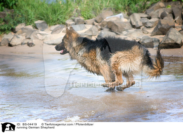 rennender Deutscher Schferhund / running German Shepherd / BS-04419