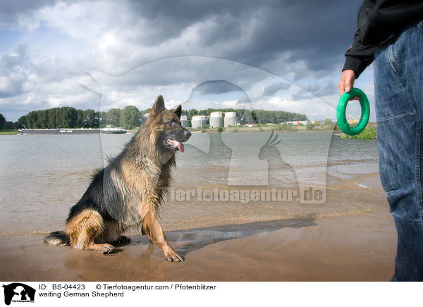 wartender Deutscher Schferhund / waiting German Shepherd / BS-04423
