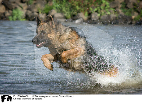 rennender Deutscher Schferhund / running German Shepherd / BS-04430