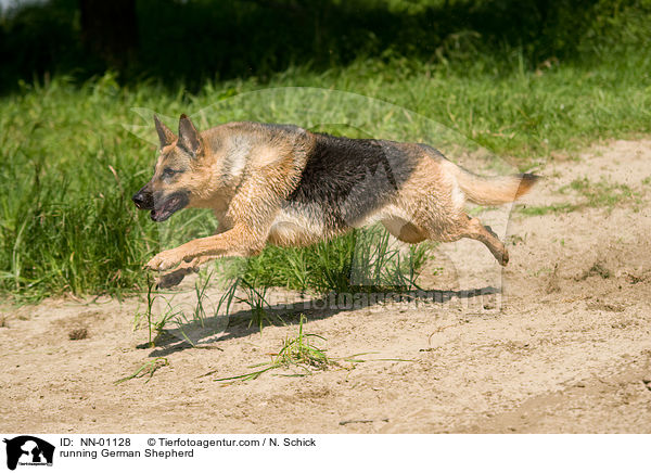 rennender Deutscher Schferhund / running German Shepherd / NN-01128