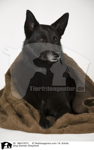 liegender Deutscher Schferhund / lying German Shepherd / NN-01673