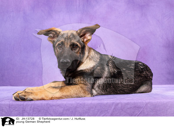 junger Deutscher Schferhund / young German Shepherd / JH-13728