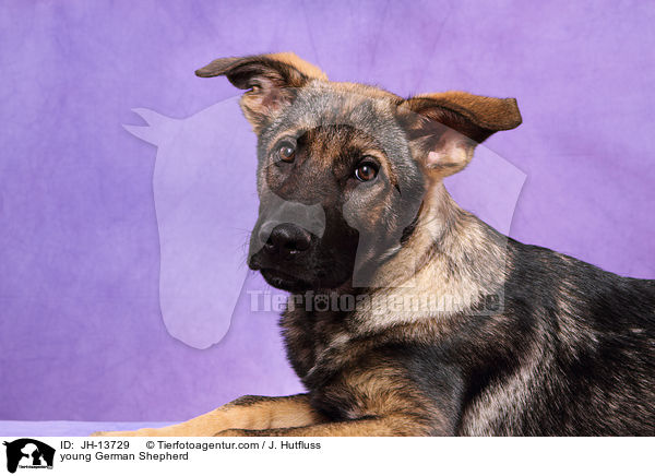 junger Deutscher Schferhund / young German Shepherd / JH-13729