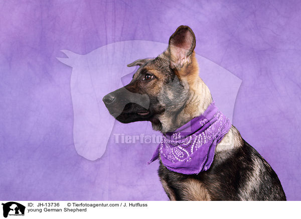 junger Deutscher Schferhund / young German Shepherd / JH-13736