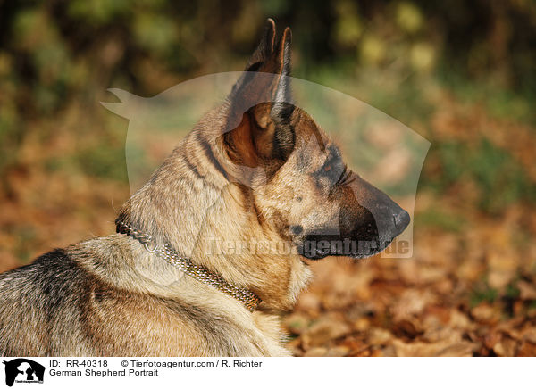 Deutscher Schferhund Portrait / German Shepherd Portrait / RR-40318