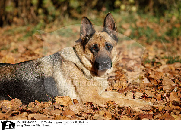 liegender Deutscher Schferhund / lying German Shepherd / RR-40320