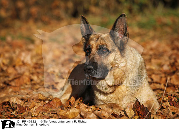 liegender Deutscher Schferhund / lying German Shepherd / RR-40322