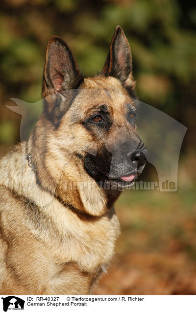 Deutscher Schferhund Portrait / German Shepherd Portrait / RR-40327