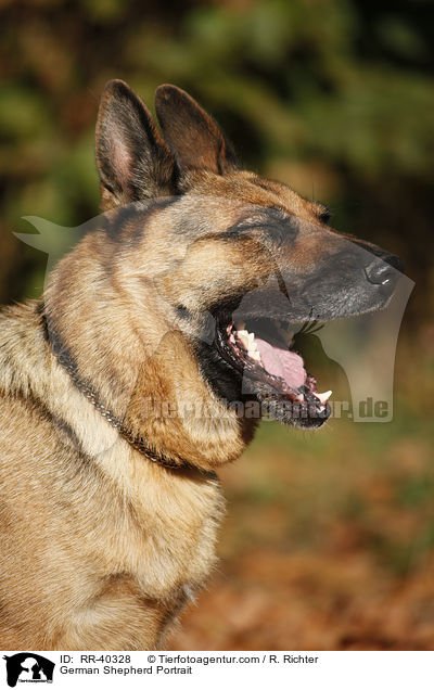 Deutscher Schferhund Portrait / German Shepherd Portrait / RR-40328