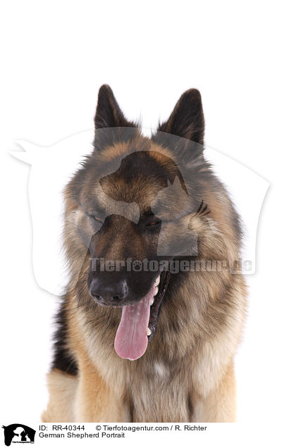 Deutscher Schferhund Portrait / German Shepherd Portrait / RR-40344