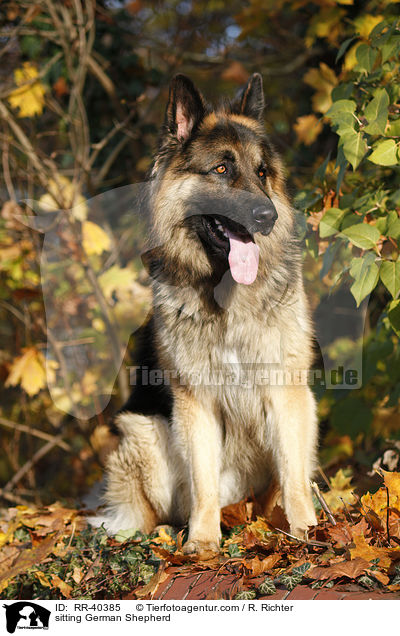 sitzender Deutscher Schferhund / sitting German Shepherd / RR-40385