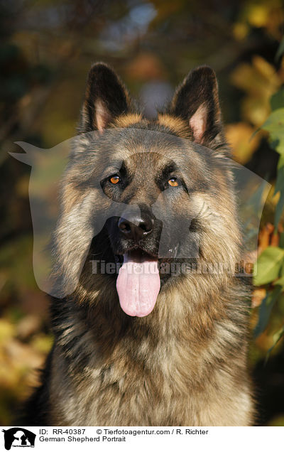 Deutscher Schferhund Portrait / German Shepherd Portrait / RR-40387