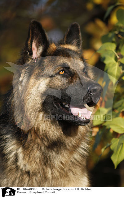 Deutscher Schferhund Portrait / German Shepherd Portrait / RR-40388