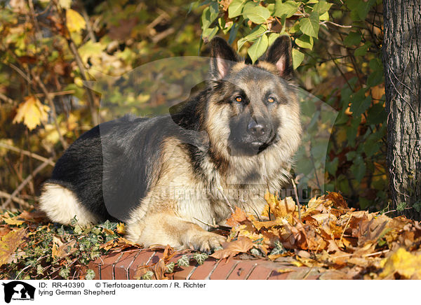 liegender Deutscher Schferhund / lying German Shepherd / RR-40390