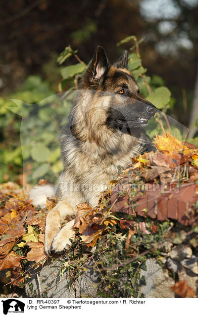 liegender Deutscher Schferhund / lying German Shepherd / RR-40397