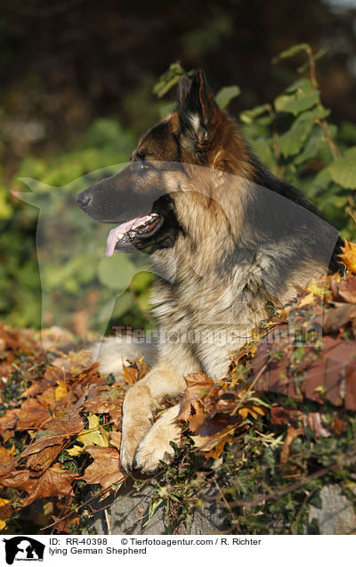 liegender Deutscher Schferhund / lying German Shepherd / RR-40398