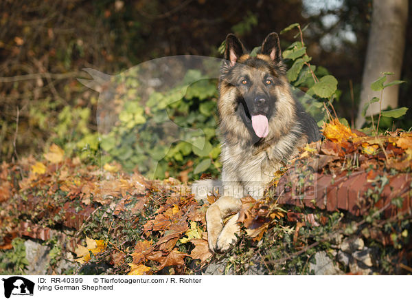 liegender Deutscher Schferhund / lying German Shepherd / RR-40399