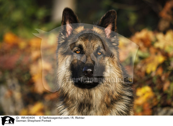 Deutscher Schferhund Portrait / German Shepherd Portrait / RR-40404